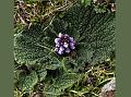 Rosette Torchwort